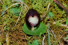 Corybas hispidus