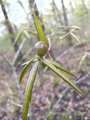 Dryocosmus quercuslaurifoliae