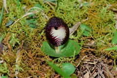 Corybas hispidus