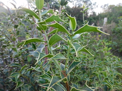 Maytenus ilicifolia