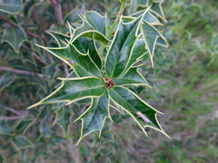 Maytenus ilicifolia
