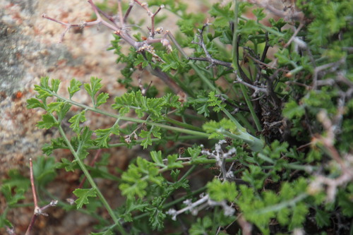 Pelargonium dasyphyllum