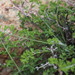 Pelargonium dasyphyllum - Photo (c) Tony Rebelo,  זכויות יוצרים חלקיות (CC BY-SA), הועלה על ידי Tony Rebelo