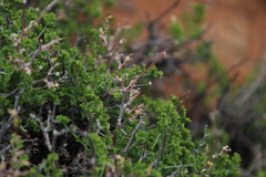 Pelargonium dasyphyllum