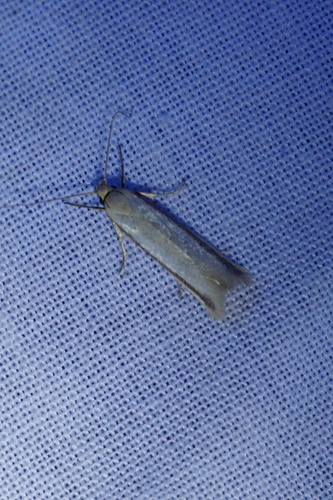 White Cedar Moth (Erebidae Moths of SW Australia) · iNaturalist