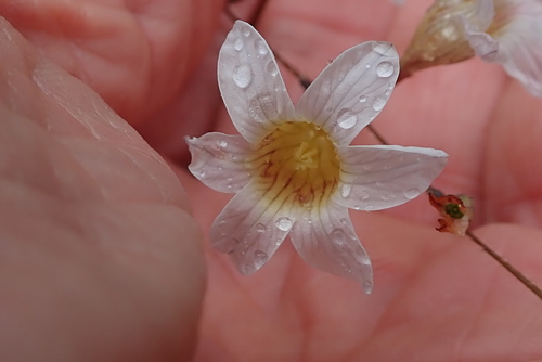 Image of Ixia namaquana by no rights reserved