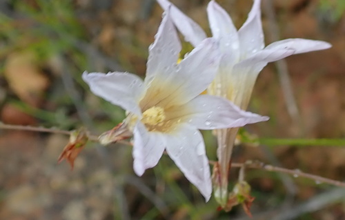 Image of Ixia namaquana by no rights reserved