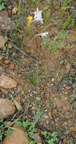 Image of Ixia namaquana by no rights reserved