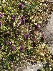 Lamium purpureum