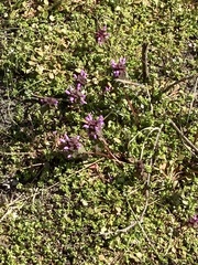 Lamium purpureum
