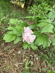 Paeonia officinalis