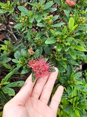 Xanthostemon youngii