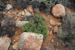 Pelargonium dasyphyllum