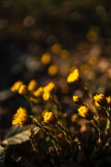 Tussilago farfara