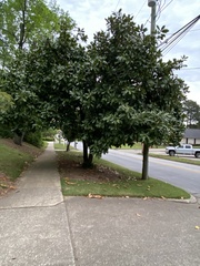 Magnolia grandiflora