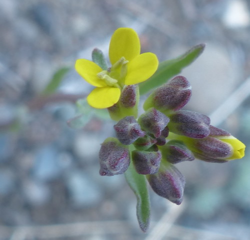 Erysimum coarctatum