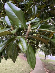 Magnolia grandiflora