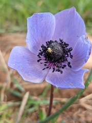 Anemone coronaria