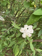 Hydrangea arborescens