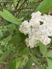 Hydrangea arborescens