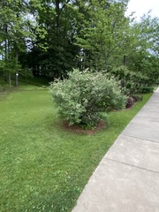 Hydrangea arborescens