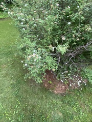 Hydrangea arborescens