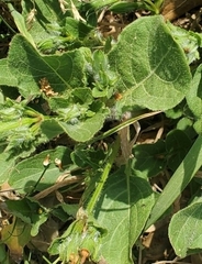 Ruellia metziae