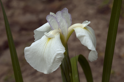 Iris ensata iNat (3)