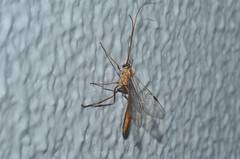 Ophion obscuratus