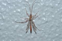 Ophion obscuratus
