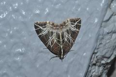 Evecliptopera illitata
