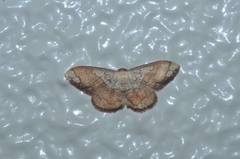 Pylargosceles steganioides