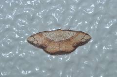 Pylargosceles steganioides