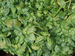 Fittonia