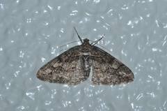 Pseuderannis lomozemia