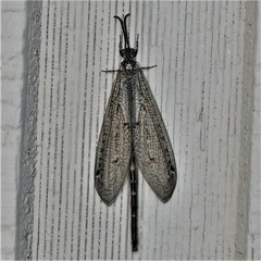 Brachynemurus nebulosus