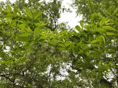 Fontanesia phillyreoides