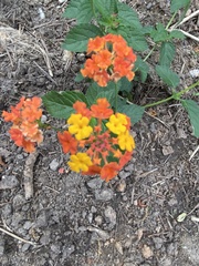 Lantana camara