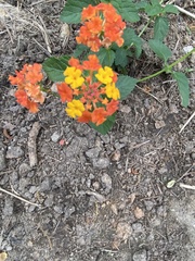 Lantana camara