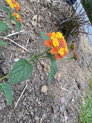 Lantana camara