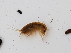 Gammarus fossarum