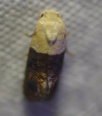 Eugnosta erigeronana