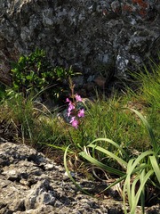 Image of Cycnium racemosum