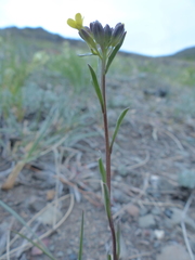 Erysimum coarctatum