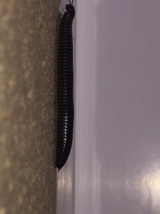 Ommatoiulus sabulosus aimatopodus