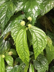 Elatostema hirtellipedunculatum