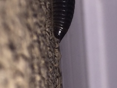 Ommatoiulus sabulosus aimatopodus