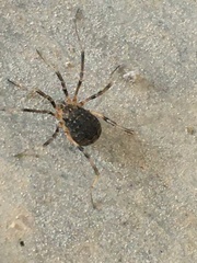 Eumesosoma