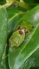 Palomena prasina