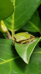Palomena prasina